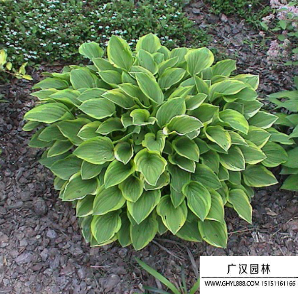 花葉玉簪 花葉玉簪