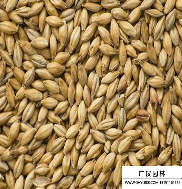 大麥種子 大麥種子