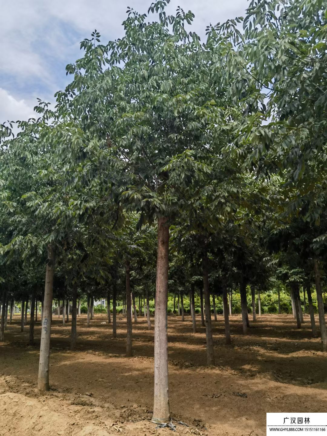 秋紫白蠟 秋紫白蠟