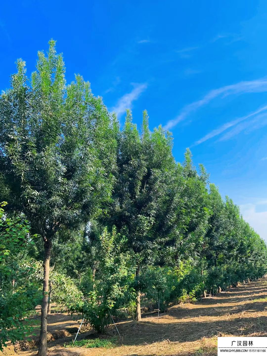 秋紫白蠟 秋紫白蠟