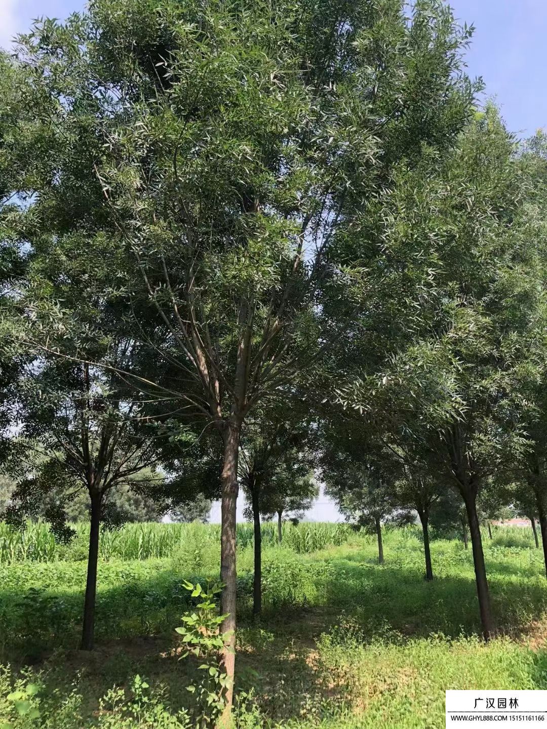 秋紫白蠟 秋紫白蠟