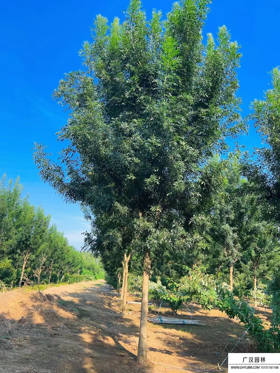 秋紫白蠟 秋紫白蠟