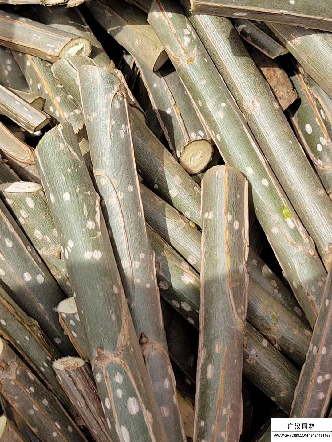 無絮楊-品種3804 無絮楊-品種3804