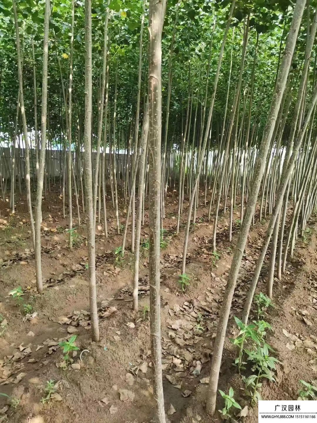 無(wú)絮楊-品種3804