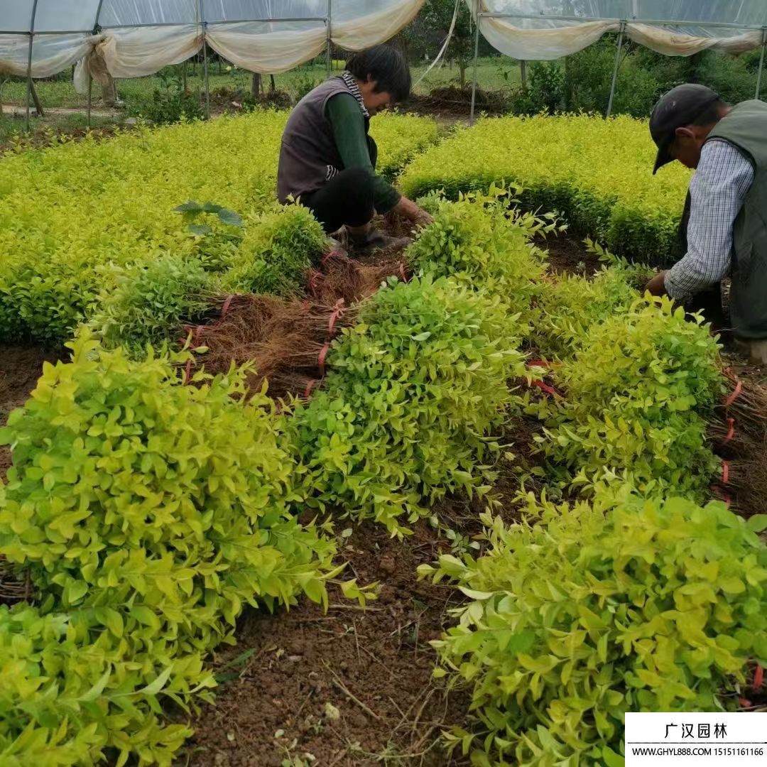 金葉女貞床苗 金葉女貞床苗