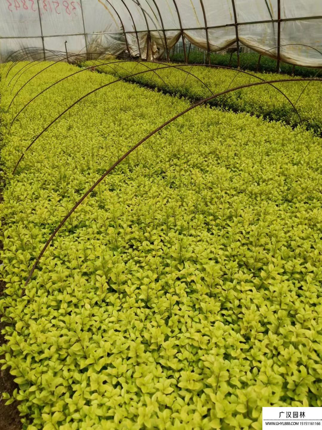 金葉女貞床苗 金葉女貞床苗