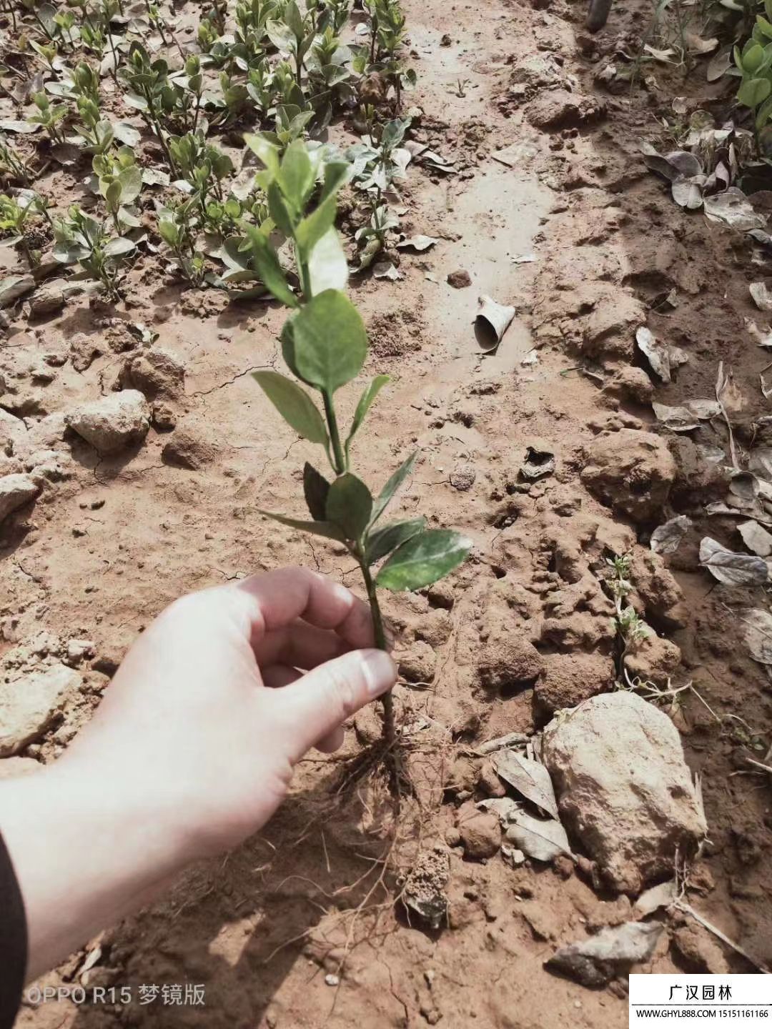 北海道黃楊床苗