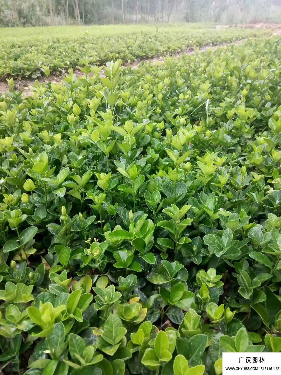 北海道黃楊床苗 北海道黃楊床苗