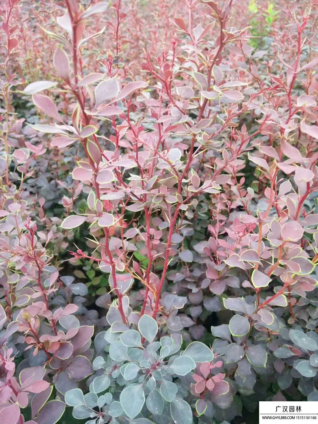 紫葉小壁床苗 紫葉小壁床苗