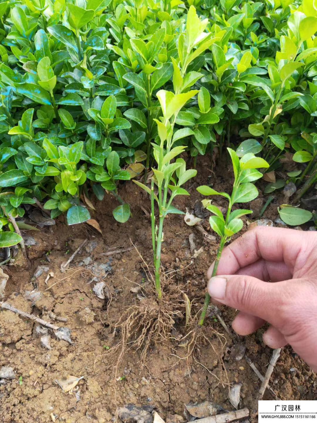 衛(wèi)矛床苗 衛(wèi)矛床苗