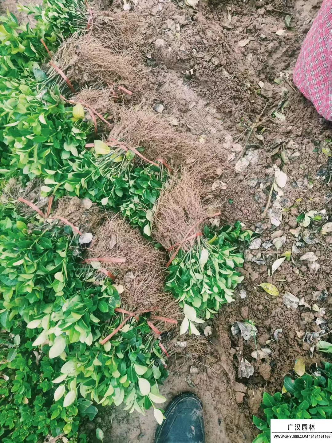 衛(wèi)矛床苗 衛(wèi)矛床苗