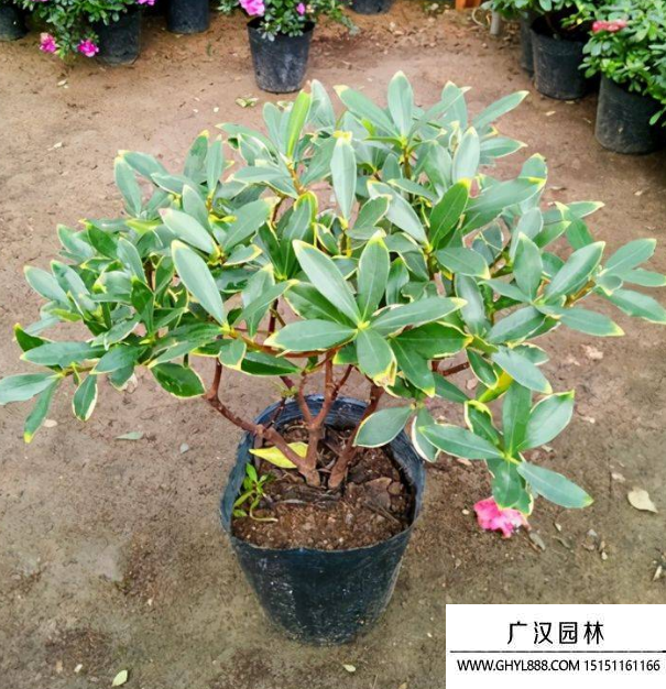 金邊瑞香 金邊瑞香