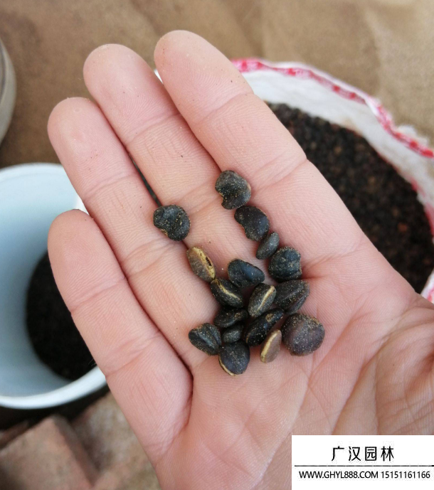 辛夷種子 辛夷種子