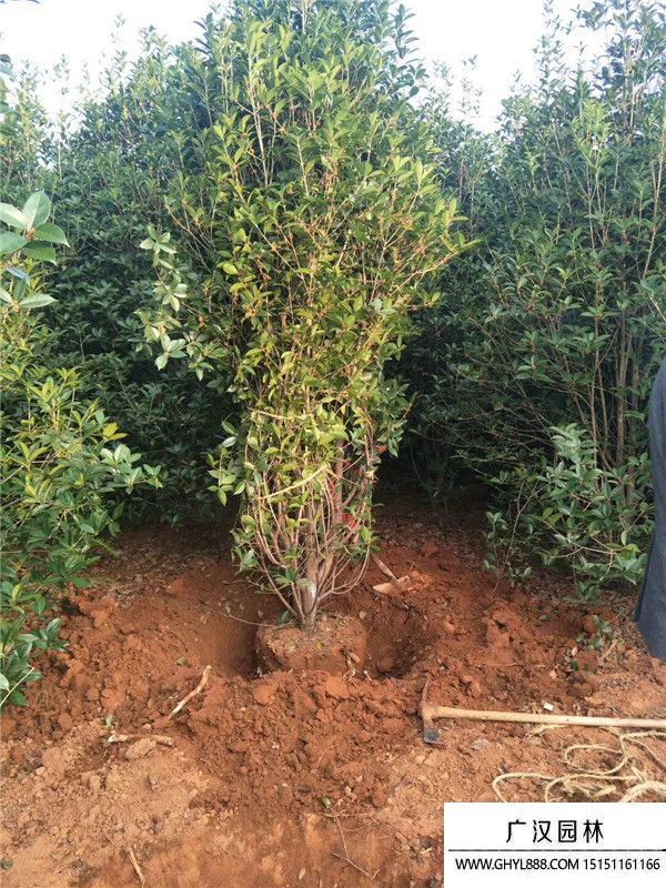 桂花樹(shù) 桂花樹(shù)