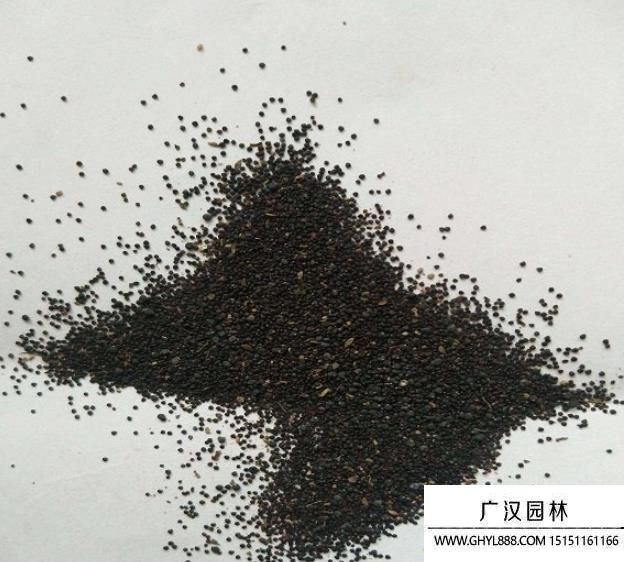 馬齒莧種子 馬齒莧種子