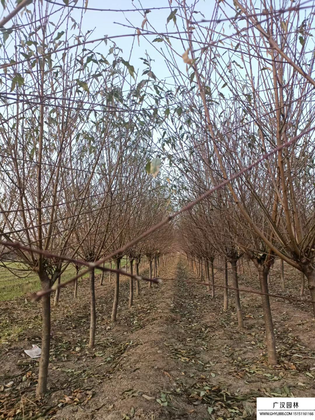 菊花碧桃 菊花碧桃