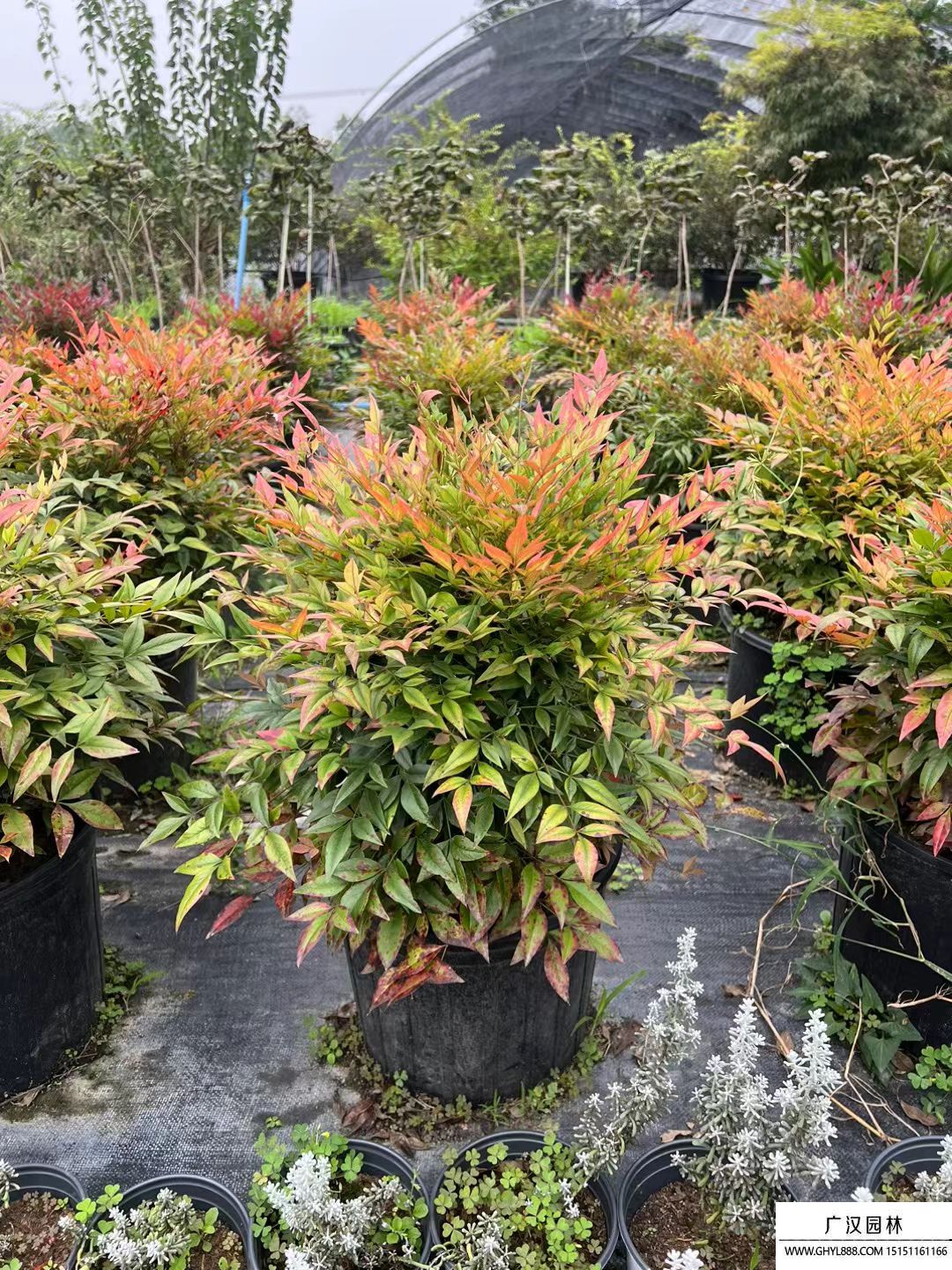 紅寶石南天竹 紅寶石南天竹