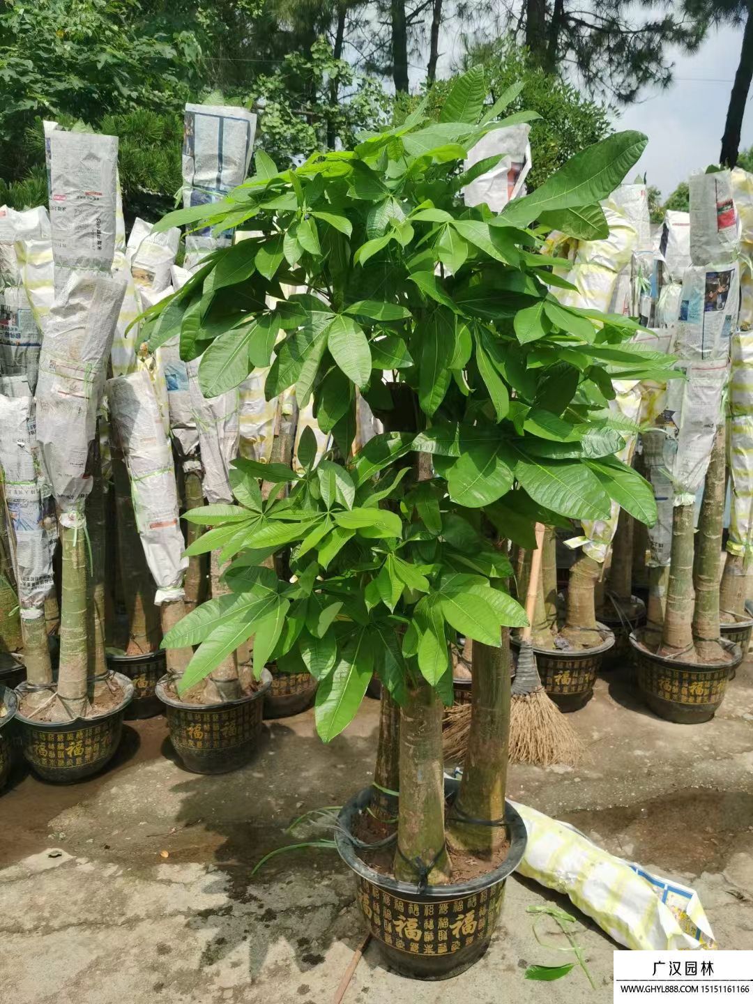 發(fā)財樹 發(fā)財樹