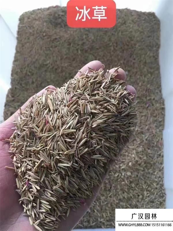 冰草種子