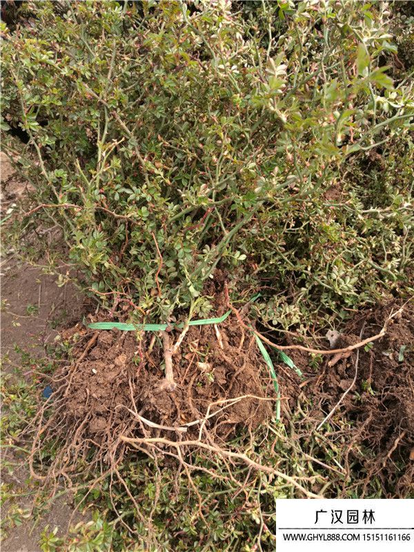 地被月季. 地被月季.