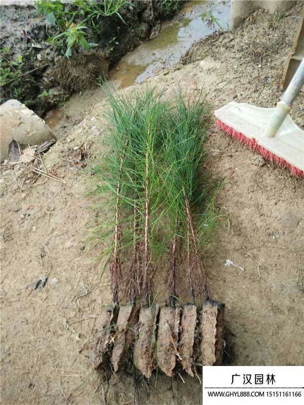 馬尾松苗 馬尾松苗