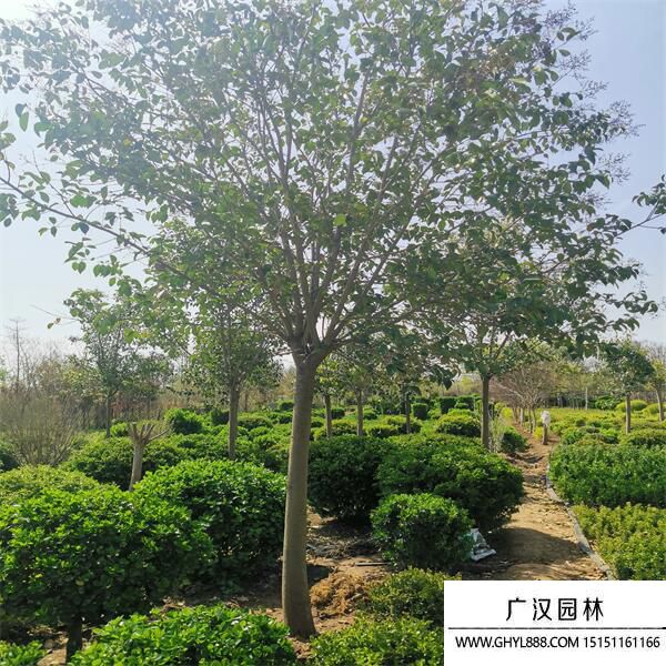 大葉女貞 大葉女貞