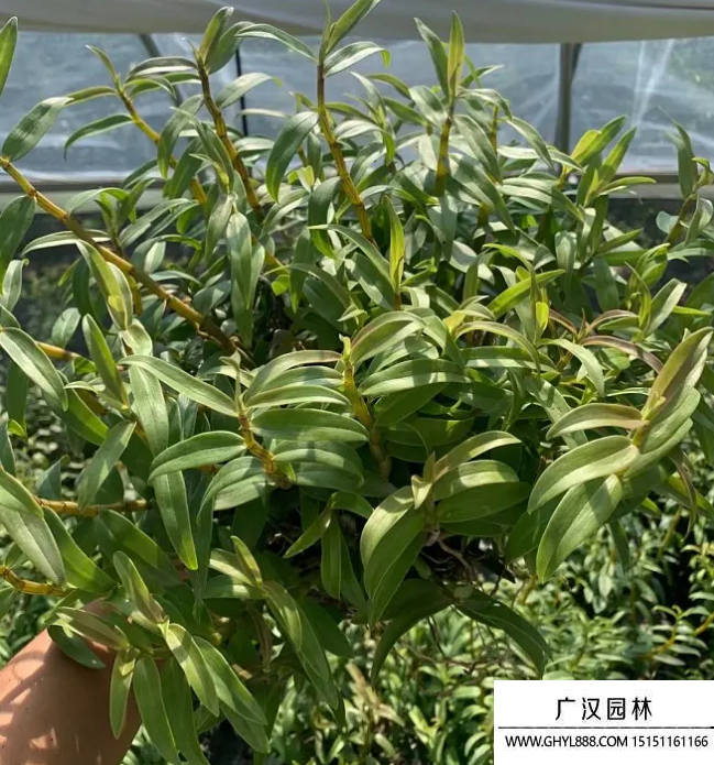 鐵皮石斛 鐵皮石斛