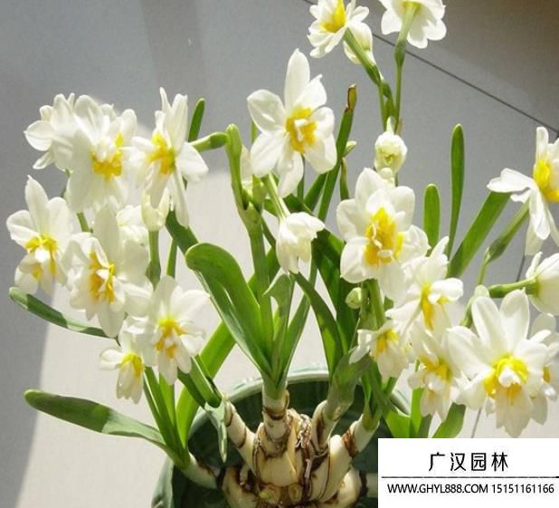 水仙花 水仙花