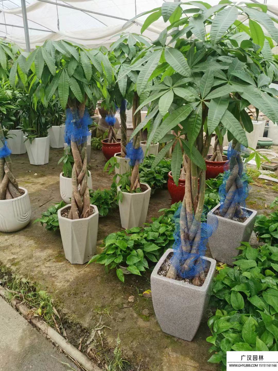 發(fā)財樹 發(fā)財樹