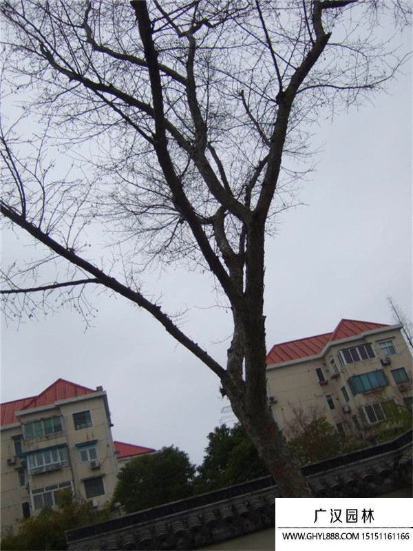 榔榆樹 榔榆樹