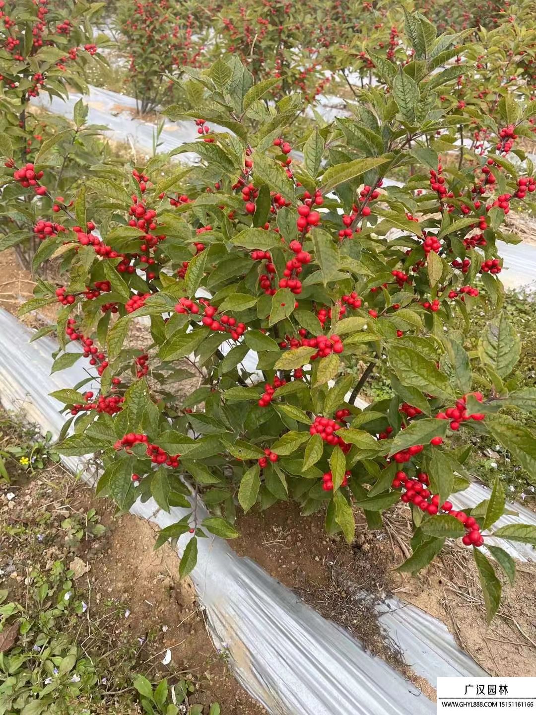 北美冬青 北美冬青