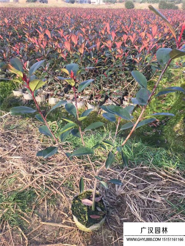 紅葉石楠苗 紅葉石楠苗