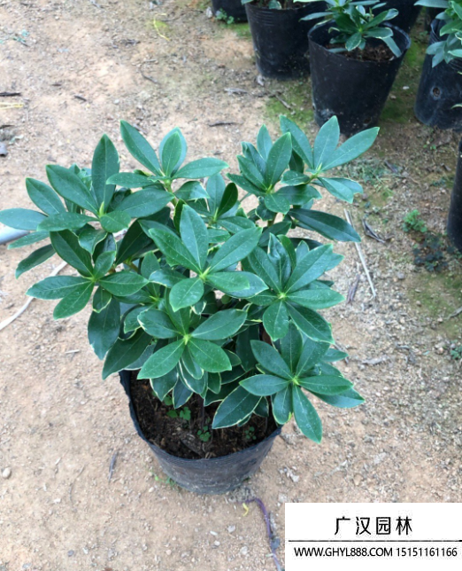 金邊瑞香 金邊瑞香