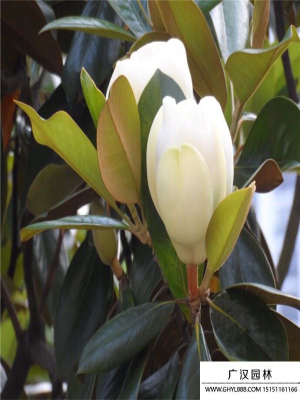 廣玉蘭 廣玉蘭