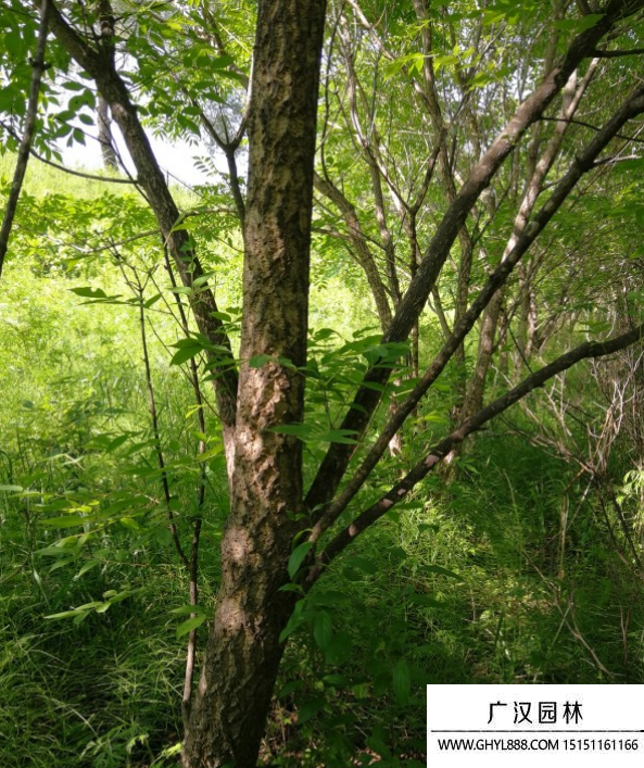 黃菠蘿樹 黃菠蘿樹