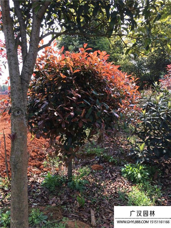 紅葉石楠球 紅葉石楠球