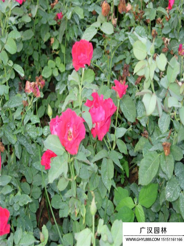 豐花月季 豐花月季