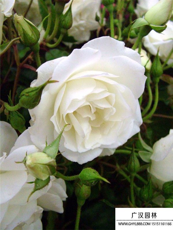 豐花月季 豐花月季