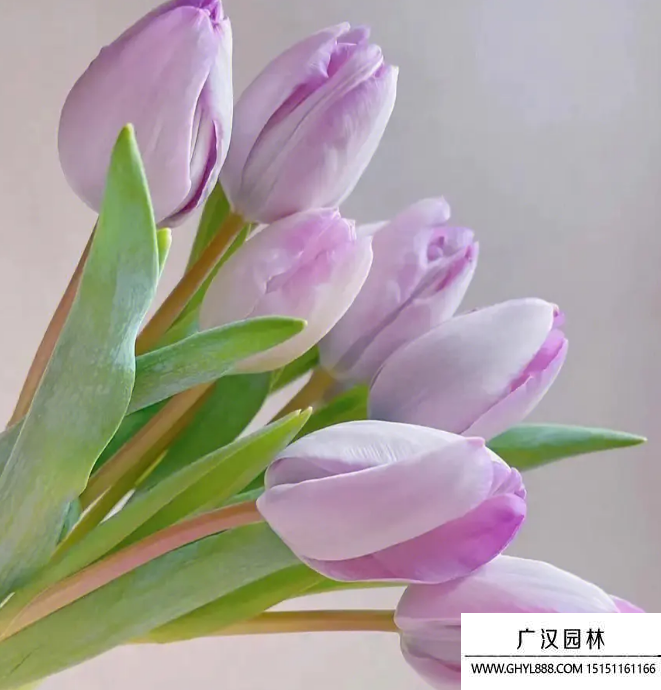 紫色郁金香 紫色郁金香