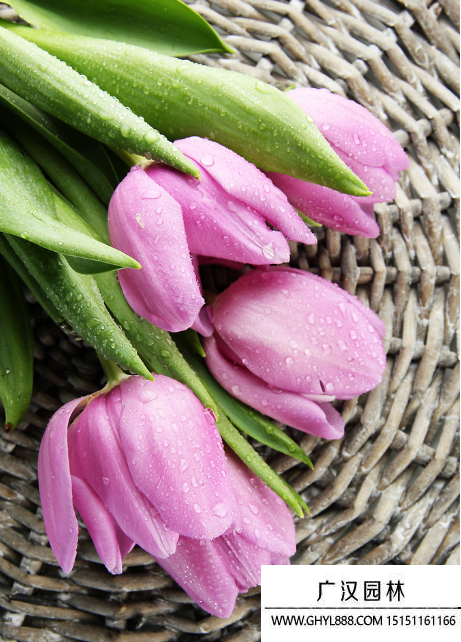 紫色郁金香 紫色郁金香