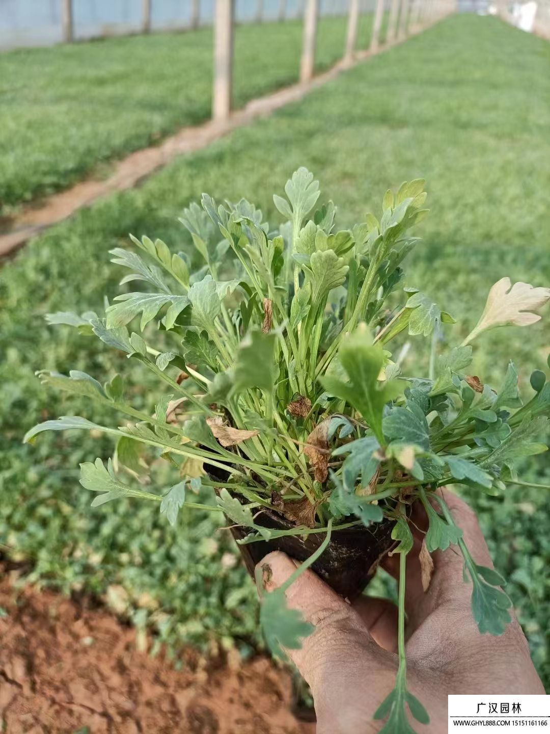 冰島虞美人 冰島虞美人