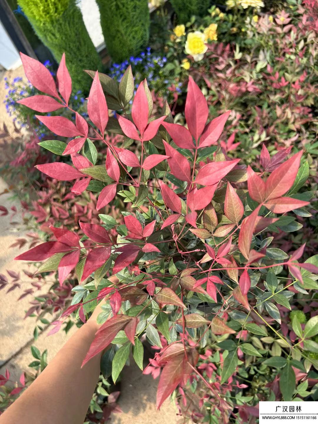 紅寶石南天竹 紅寶石南天竹