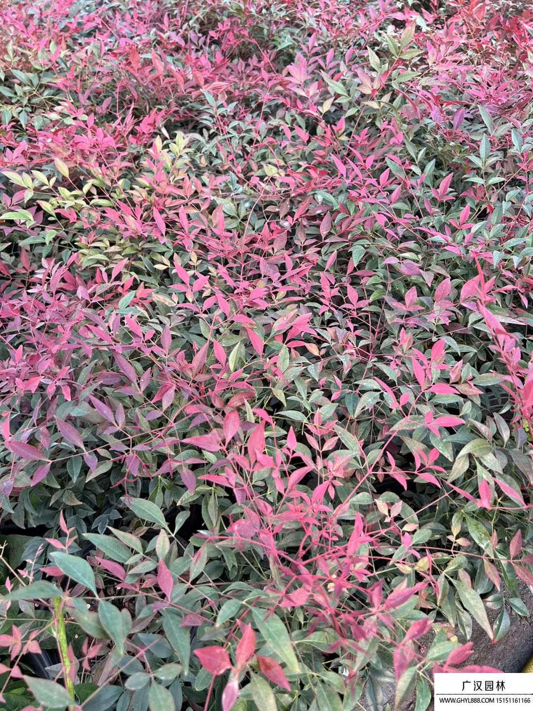 紅寶石南天竹 紅寶石南天竹