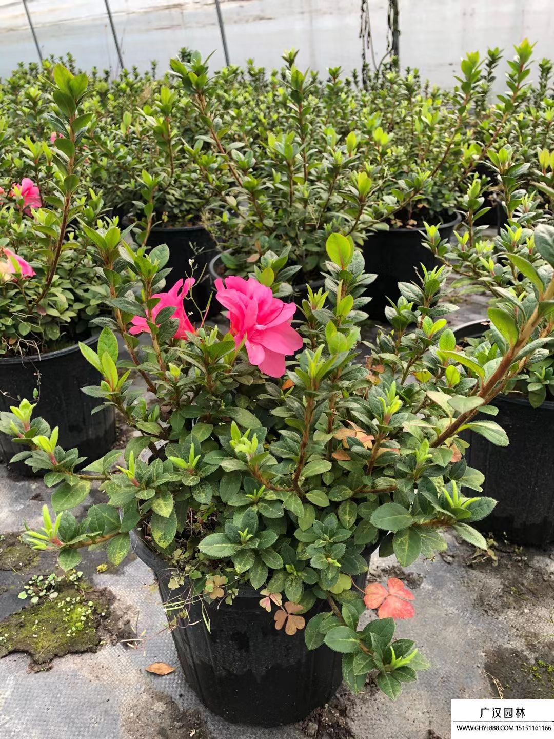 安酷杜鵑 安酷杜鵑