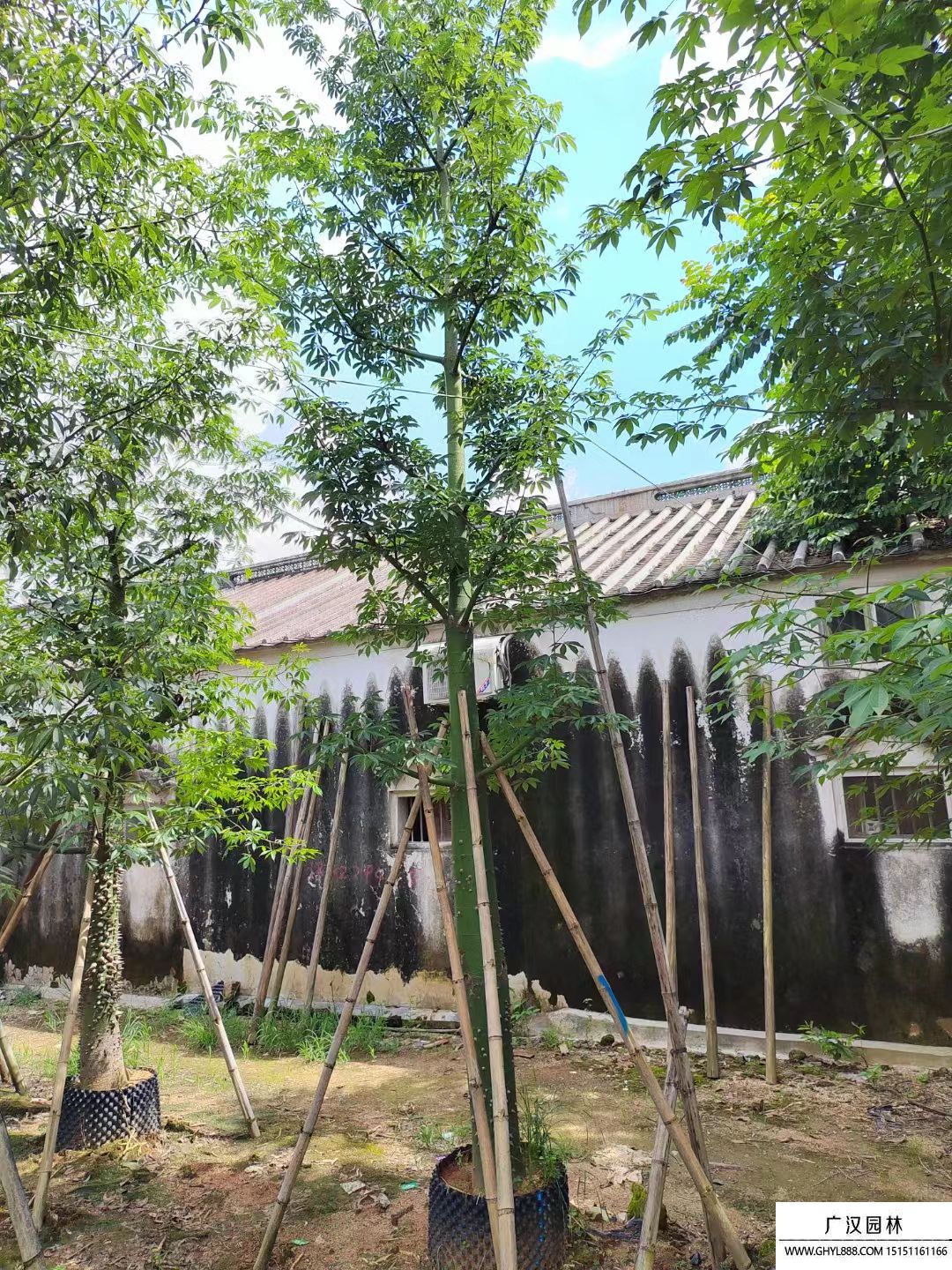 大腹木棉 大腹木棉