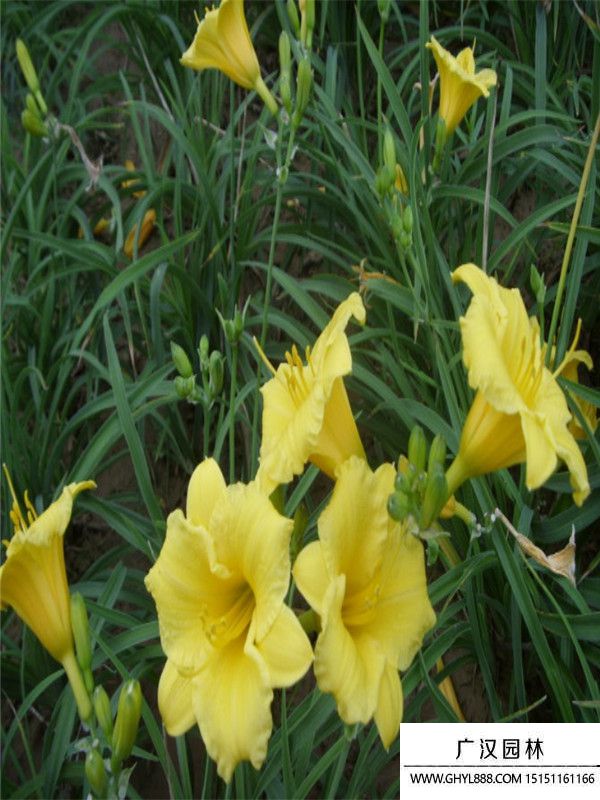 大花萱草 大花萱草