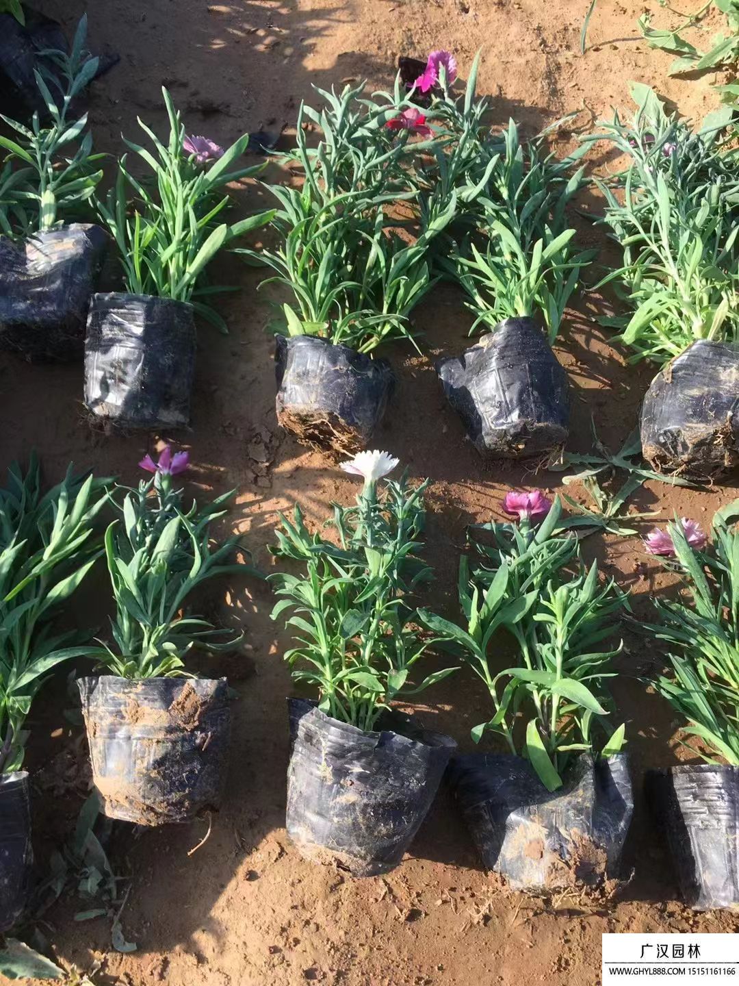 五彩石竹 五彩石竹