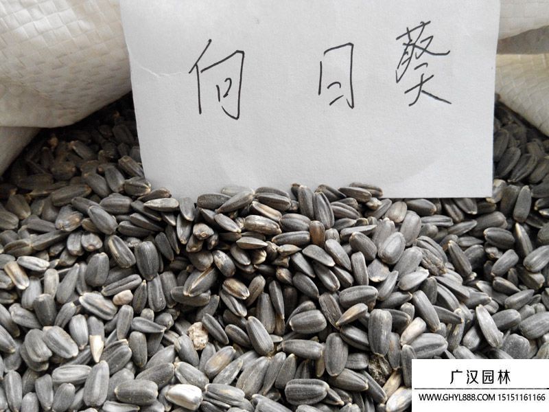 向日葵種子 向日葵種子