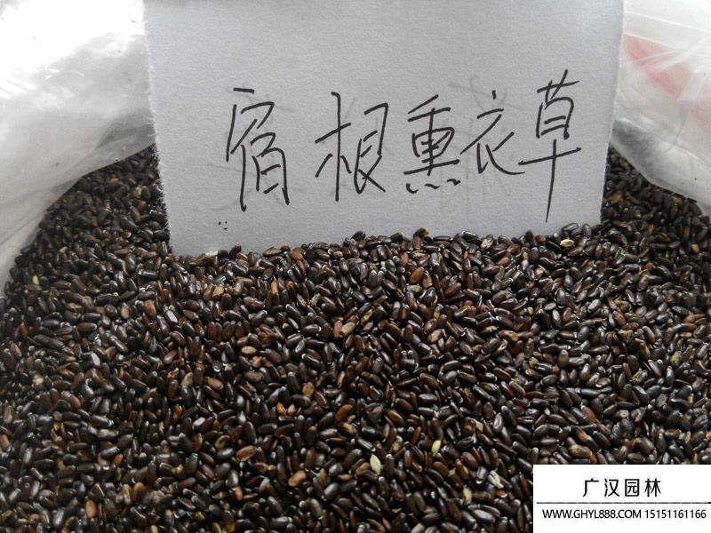 薰衣草種子 薰衣草種子