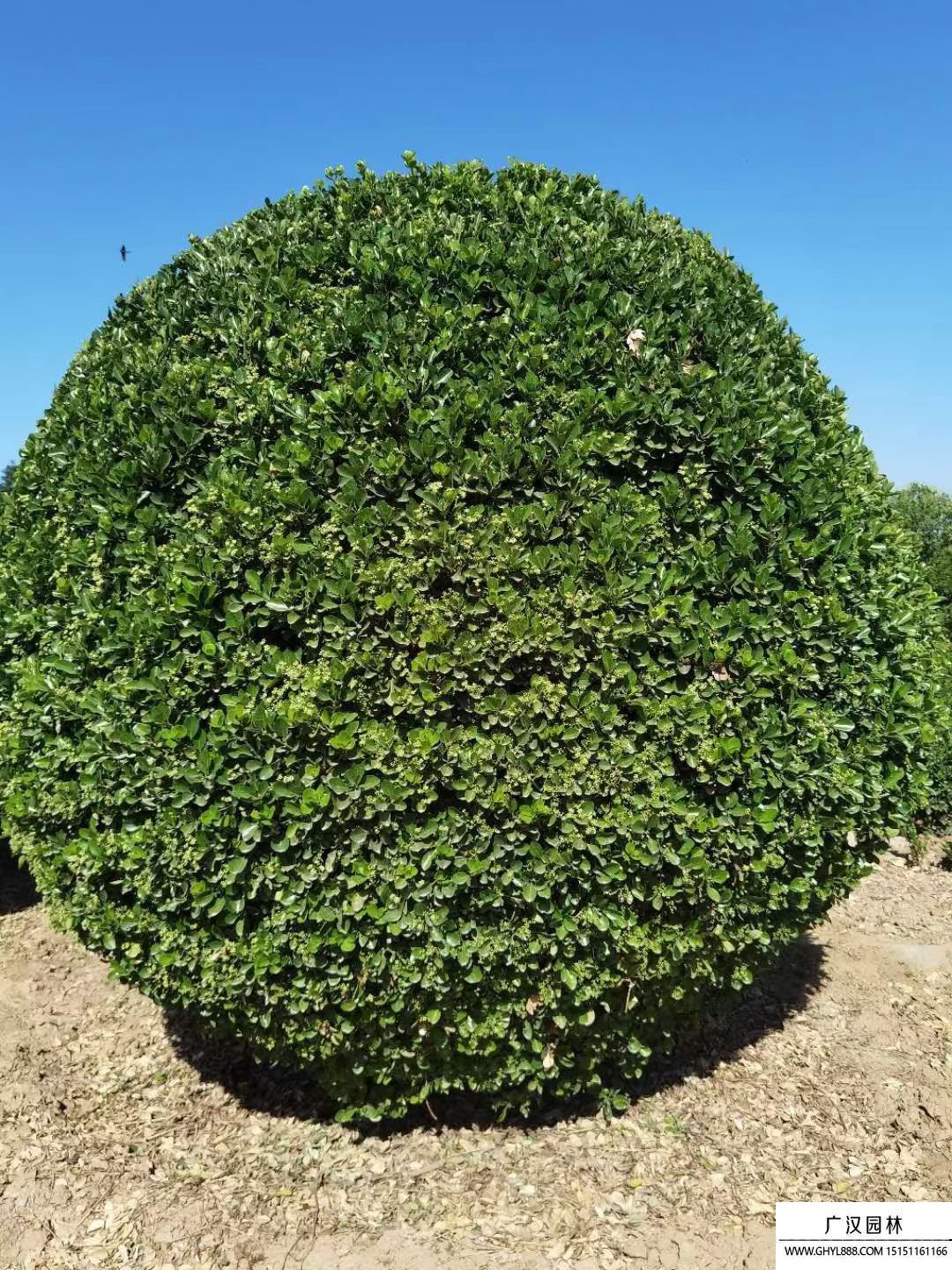 大葉黃楊球 大葉黃楊球